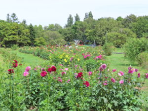 花数が増えてきたダリア園