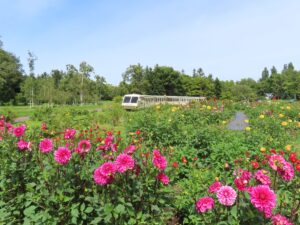 ダリア園横を通過するリリートレイン