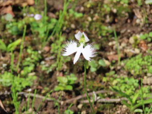 開花が確認できた一輪のサギソウ
