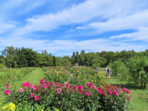 本日のダリア園