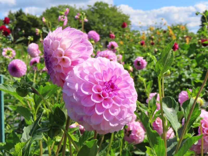 本日の百合が原公園(2025年9月19日）