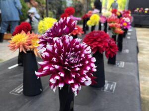 ダリア展会場