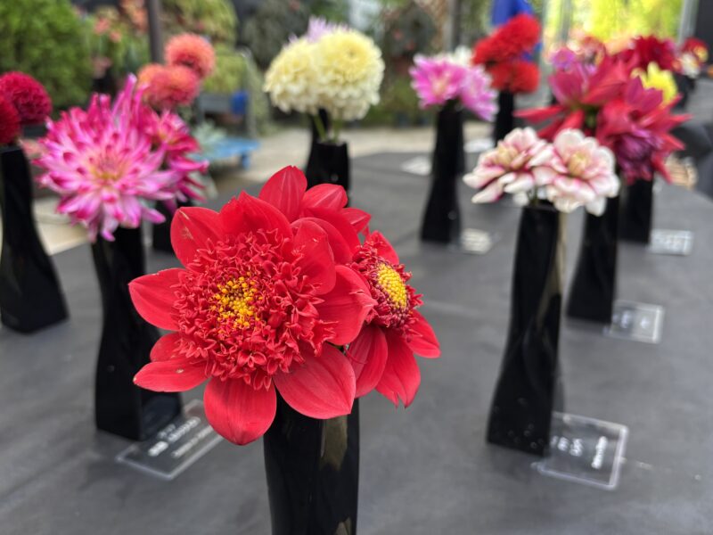 【ダリア展】は明日9月23日から（今朝のキンモクセイ、花芽の様子もご紹介　2025年9月22日）