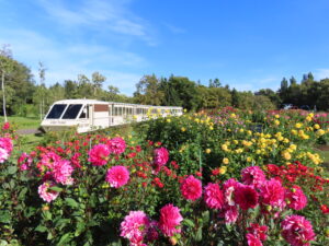 ダリア園横を通過するリリートレイン
