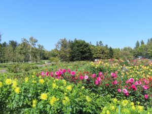 本日のダリア園