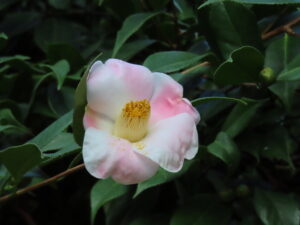 ツバキ西王母