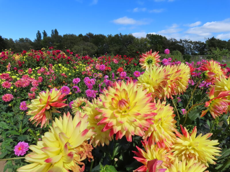 本日の百合が原公園（2025年10月9日）