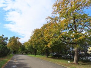 百合が原公園の園路の様子
