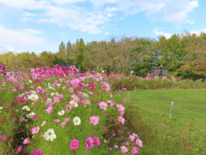 公園東側のコスモス