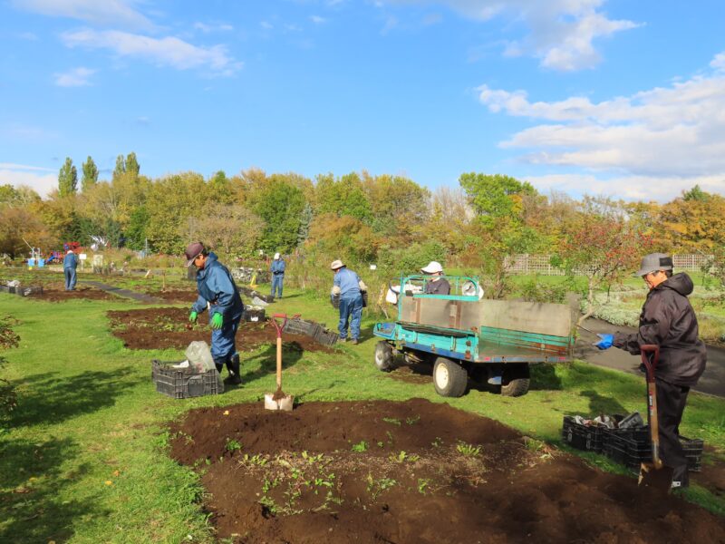 ダリアの刈り取りが始まりました(2025年10月27日)