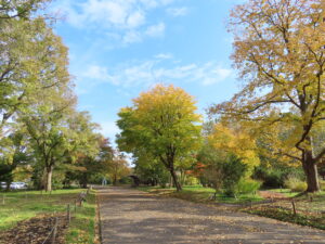 今朝の世界の百合広場の園路