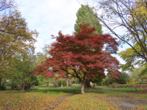 世界の百合広場の木々