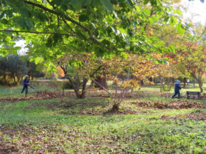 世界の百合広場の園路で落ち葉の回収作業