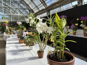秋の洋ラン展会場の様子