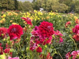 10月1日のダリア園