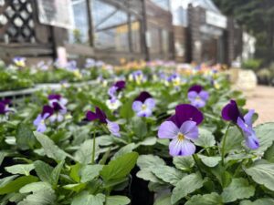 ビオラの花苗