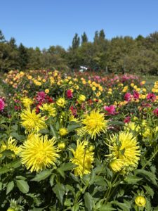 10月6日のダリア園、満開
