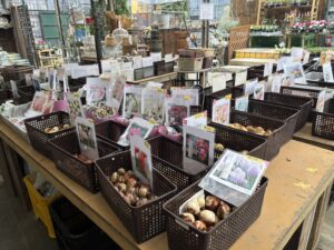 チューリップやユリなどの球根販売中