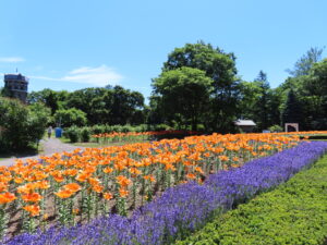 満開の時期の星形花壇