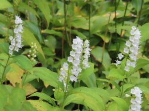 9月から10月にかけて白い花が咲くシモバシラ