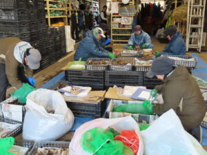 ダリアの球根選別保管作業