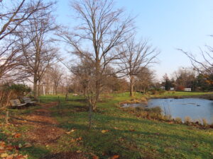 落葉が進み、池のカモたちも寒そうにしている