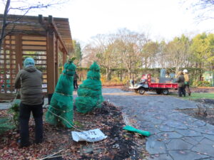 ポートランド庭園の冬囲い作業