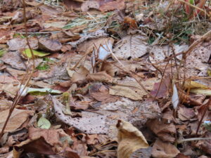 シモバシラという植物の株元には霜柱ができていた