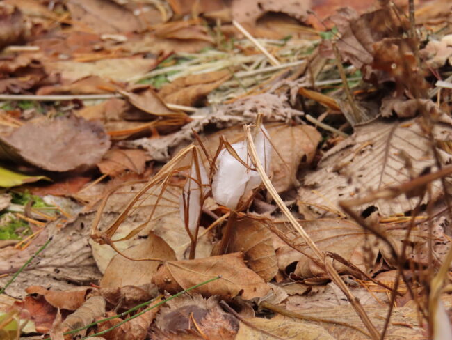 凍える朝にシモバシラ（2025年11月29日）