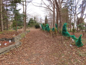 冬囲いされているシャクナゲ