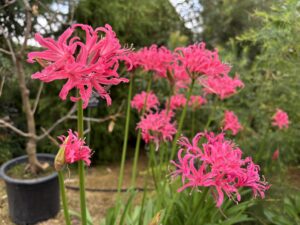 ピンク色のネリネ