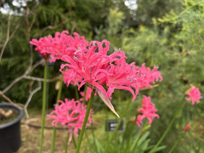 本日の百合が原公園(2025年11月17日)