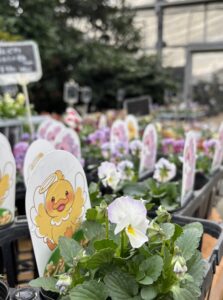 ガーデンショップのパンジービオラ