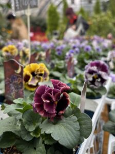 ガーデンショップのパンジービオラ