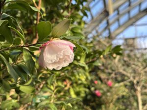 サザンカ系‘有希’