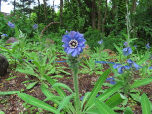 世界の庭園で開花しているメコノプシスホリドゥラ 