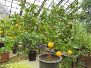 ネーブルオレンジ