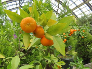 キシュウミカン