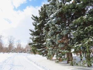 除雪された園路の様子