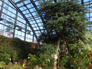 会場中央のミモザと高さが変わらない皇帝ダリア