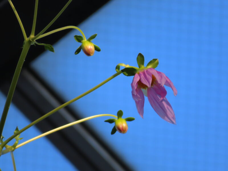 コウテイダリアの蕾が開き始めました（2025年12月18日）