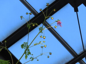 本日開花したコウテイダリア