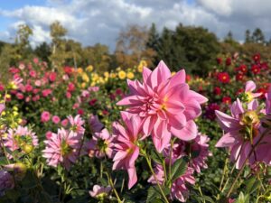 10月中旬のダリア園の様子