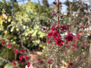 ギョリュウバイ ‘スカーレット ドレス’