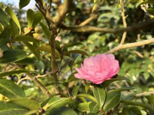 サザンカ系‘乙女山茶花’
