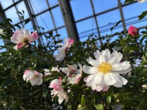 サザンカ系‘有希’