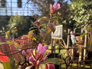 サクラのような花姿のルクリアが開花