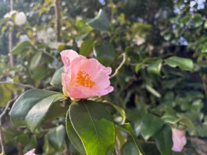 ワビスケ系‘初雁’