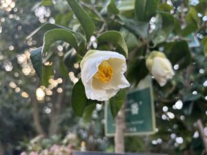 ヤブツバキ系‘秋一番’