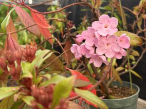 開花が進むルクリア